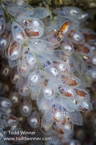 canon 5d mark III review