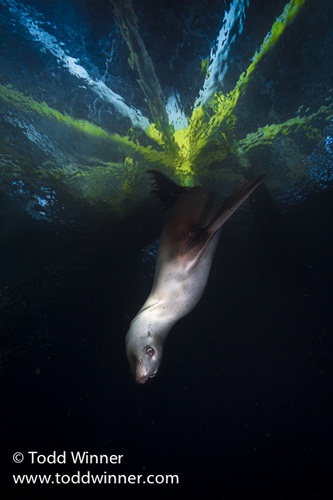 canon 5d Mark III underwater photo