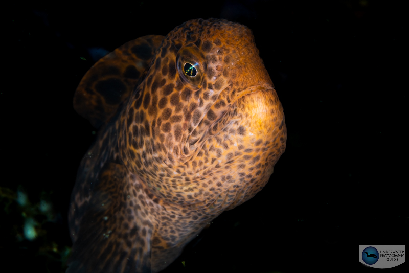 One of the largest benefits of the R5 Mark II over the R5 is that particulates in the water are less likely to mess up your continuous autofocus servo tracking One of the largest benefits of the R5 Mark II over the R5 is that particulates in the water are less likely to mess up your continuous autofocus servo tracking