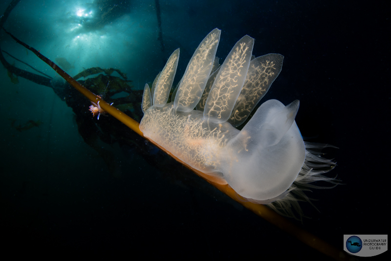 A hooded nudibranch photographed with the Canon EOS R5 Mark II in an Ikelite housing with the Canon 8-15mm fisheye lens. f/22, 1/160, ISO 200 Canon R5 Mark II Review