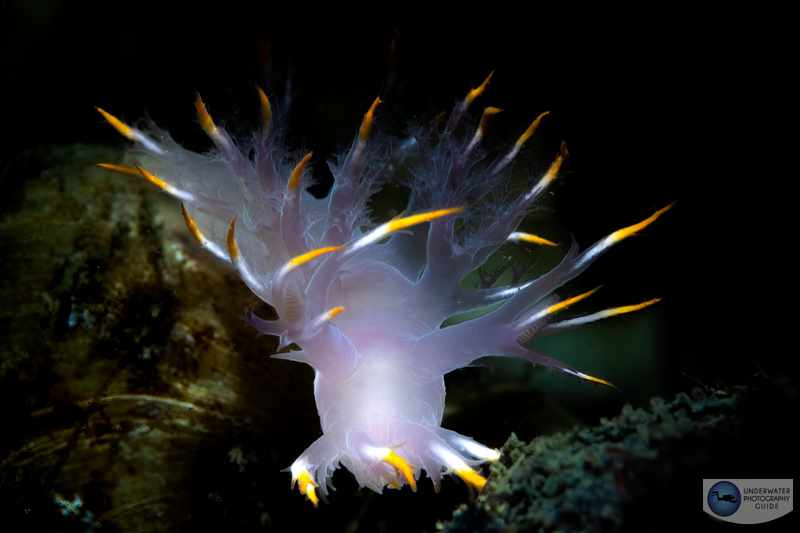 Nudibranch photographed with the Canon EOS R7 in an Ikelite R7 housing, and Canon RF 85mm macro lens. f/16, 1/125, ISO 400 Canon EOS R7 review