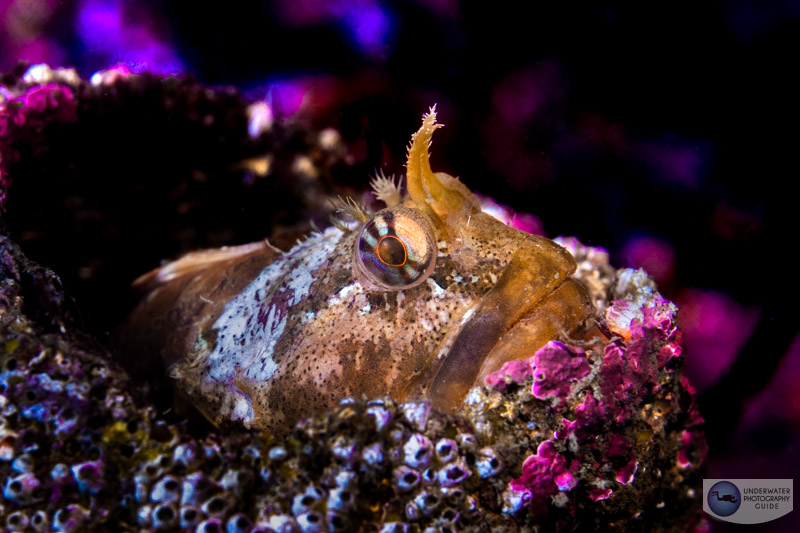 The Canon EOS R7's autofocus system is incredible - with excellent autofocus tracking capability that made it possible to get this sculpin's eye in sharp focus. The Canon EOS R7's autofocus system is incredible - with excellent autofocus tracking capability that made it possible to get this sculpin's eye in sharp focus.
