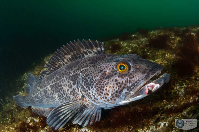 The Canon EOS R7's IBIS system makes it very easy to shoot with slow shutter speeds in low light conditions to bring our water color in the background. f/9, 1/80, ISO 500 The Canon EOS R7's IBIS system makes it very easy to shoot with slow shutter speeds in low light conditions to bring our water color in the background. f/9, 1/80, ISO 500