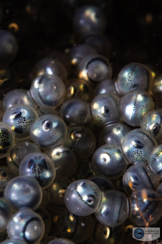 Fish eggs photographed with the RF100mm macro. f/16, 1/160, ISO 320 Fish eggs photographed with the RF100mm macro. f/16, 1/160, ISO 320