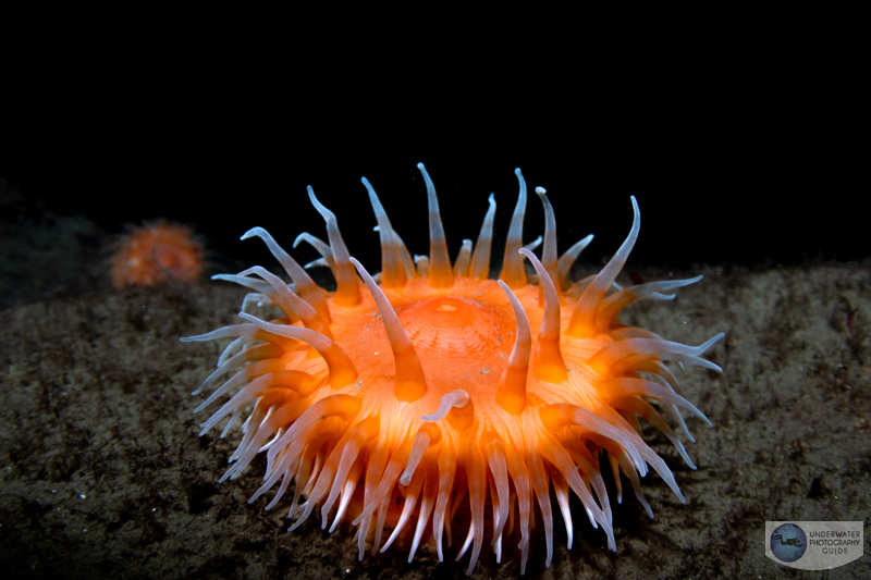 Anemone photographed with the Canon EOS R7 and the Tokina 10-17mm fisheye lens. f/9, 1/80, ISO 500 Anemone photographed with the Canon EOS R7 and the Tokina 10-17mm fisheye lens. f/9, 1/80, ISO 500