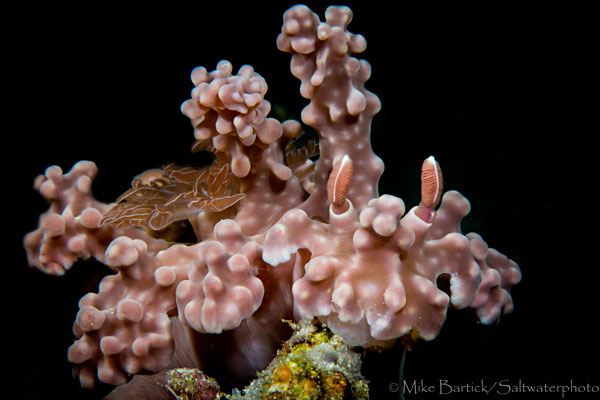 Essential Tips for Nudibranch Photography Caption-10-C
