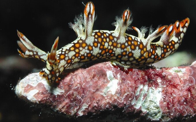 Fiji on the Nai'a Fiji on the Nai'a