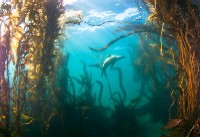 channel_islands_thumb