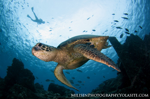 sea turtle