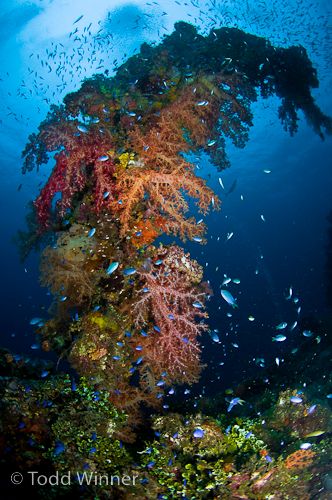 chuuk lagoon soft coral and shipwreck