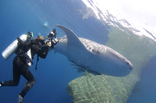 Diving with the West Papua Whale Sharks Close encounters 2 new