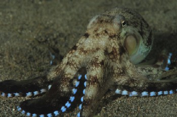 coconut octopus