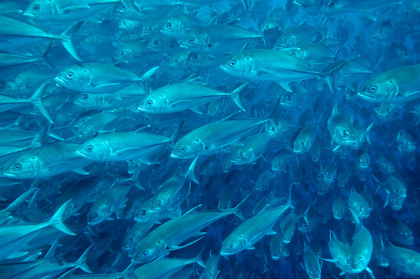 schooling jacks at cocos island
