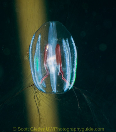 comb jelly