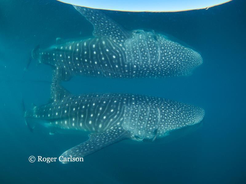 Sea of Cortez whale shark