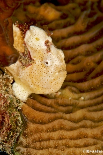 diving curacao underwater