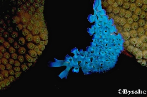 lettuce sea slug in Curacao