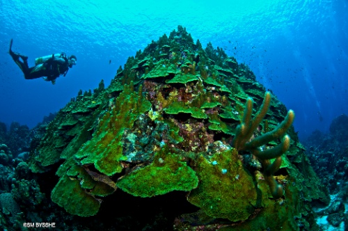 curacao mushroom forest