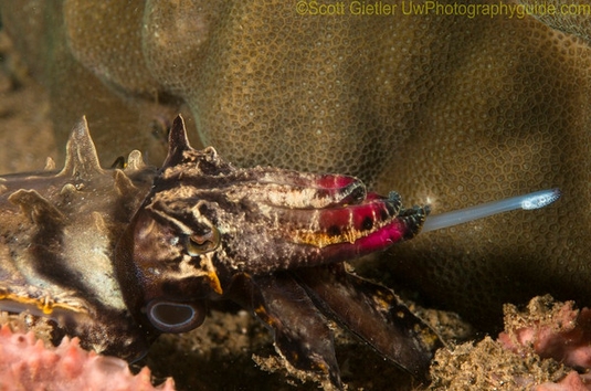 underwater behavior photography