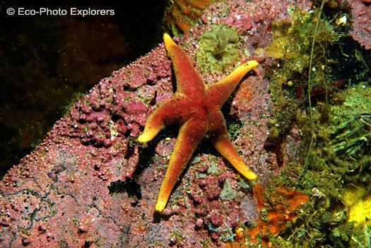 Starfish
