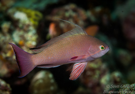 Nikon D810 review for underwater photography