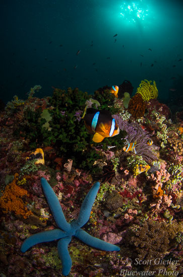 Nikon D810 review for underwater photography