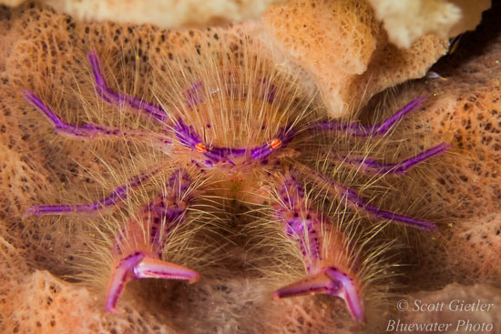 Nikon D810 review for underwater photography