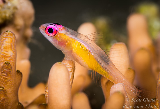 Nikon D810 review for underwater photography