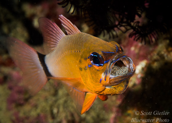 Nikon D810 review for underwater photography