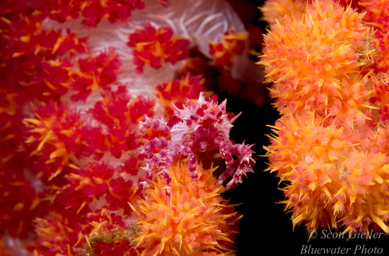 Nikon D810 review for underwater photography