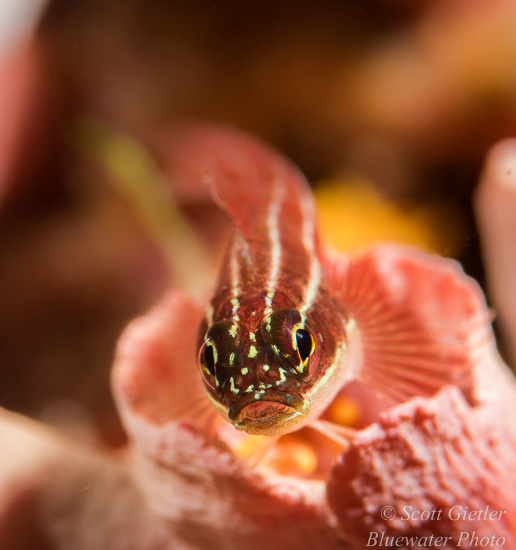 Nikon D810 review for underwater photography