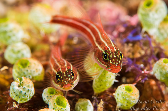 Nikon D810 review for underwater photography