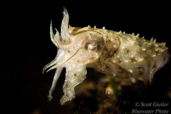 Nikon D810 review for underwater photography