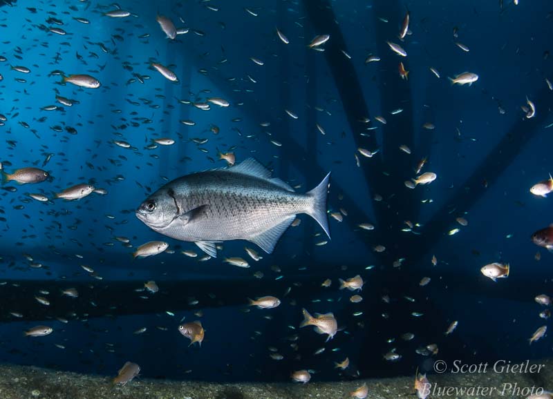 Halfmoon and blacksmith, SoCal Oil Rigs Schooling fish