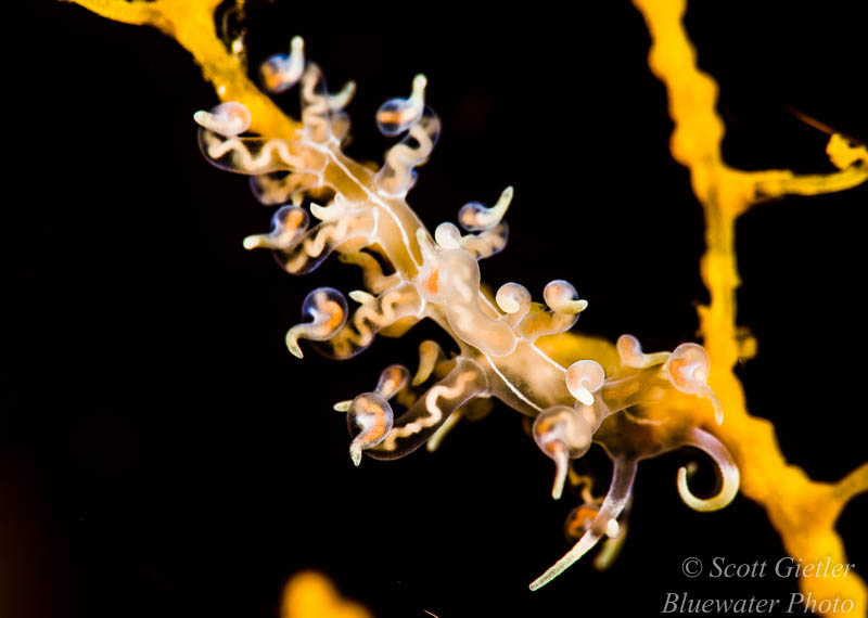 Eubranchus nudibranch. Getting a black background helps make the subject stand out. You need to have nothing immediately behind the subject. Nikon 105mm VR lens, D810, subsee +10 diopter Learning macro - underwater photography guide