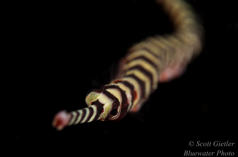 Pipefish, taken with a Nikon D810, Nikon 105mm VR prime lens underwater photography basics