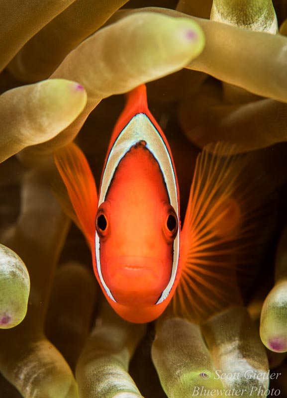 If you can recite all 80 of our underwater photo tips backwards, you will be able to take picture perfect photos like this one. F13, 1/250th, ISO 100, Nikon 105mm VR lens underwater photography tips