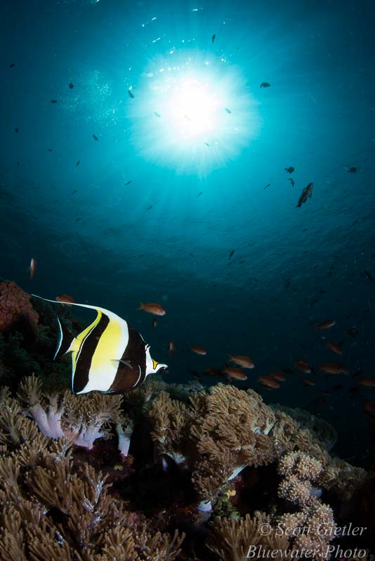 Sunburst and Moorish Idol nikon d800 settings for underwater photography