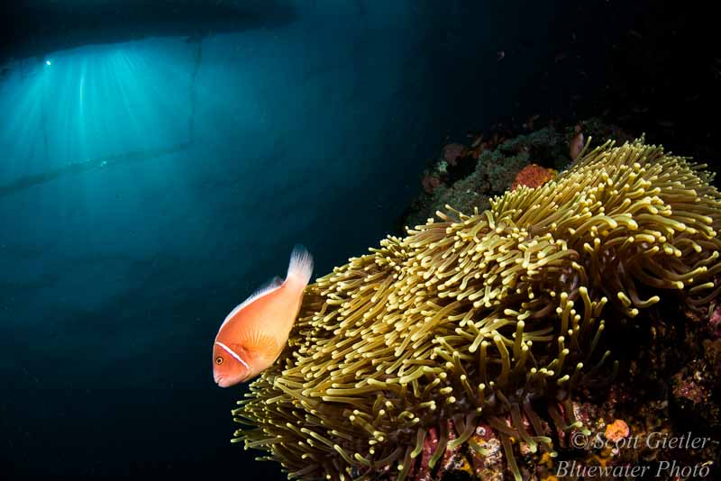 Anemone fish under the boat, Tokina 10-17mm fisheye, Zen 4-inch glass dome Nikon D810 close focus wide angle