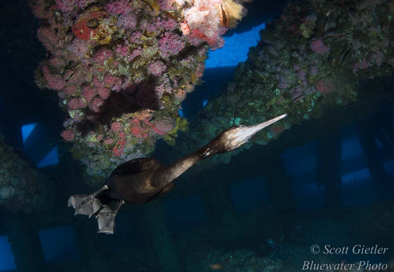 High-speed cormorant chasing fish, Southern California Oil Rigs