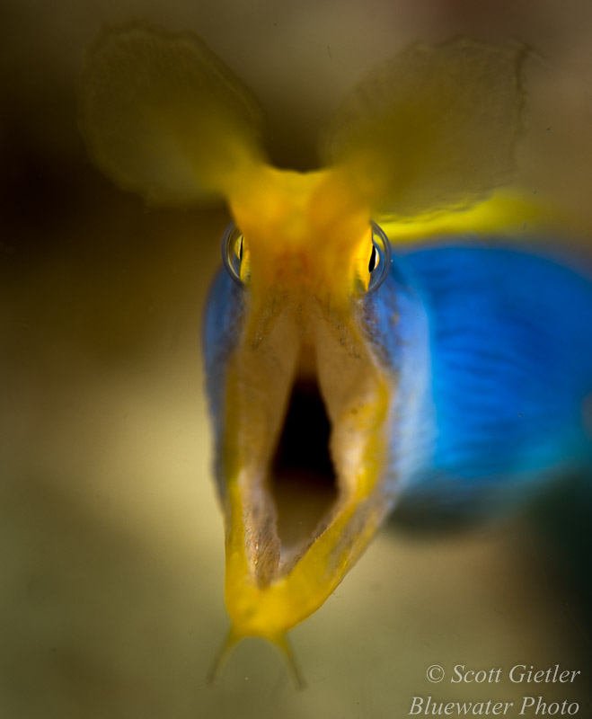 Ribbon Eel from Anilao, Philippines. Focos on the eye is vital for macro subjects. When you see a cooperative subject, don't leave it, be sure to stay until you get an excellent photo Macro underwater photography tutorial