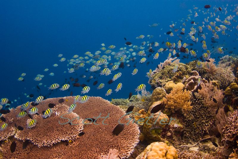 reef at siladen, bunaken, manado
