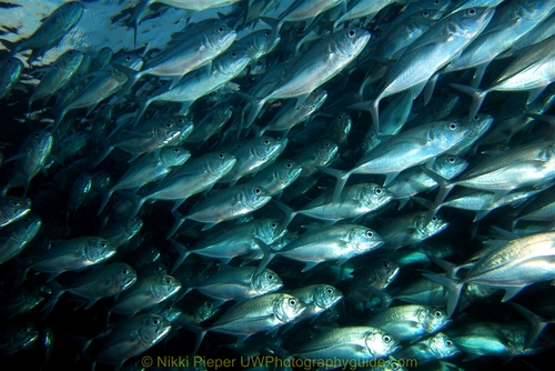 diving sipadan island
