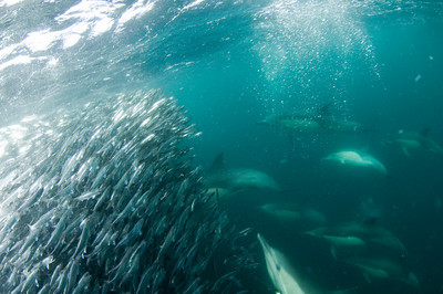 dolphins feeding underwater, california marine life