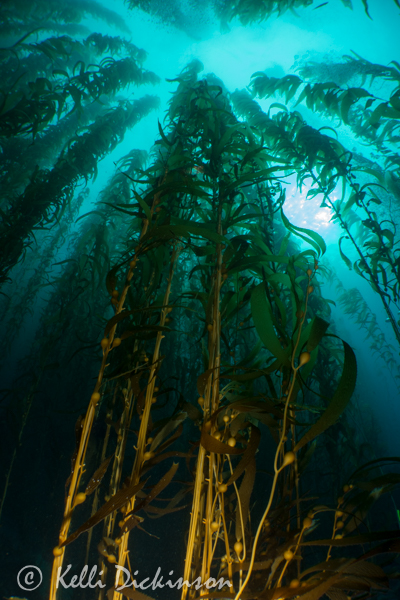 Dyron Super Wide Angle Lens Sony RX100 IV wide-angle wet lens underwater