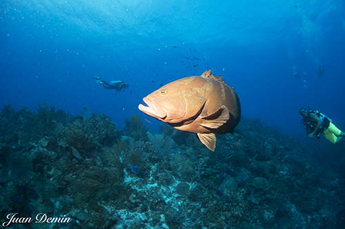 Sony RX-100M2 underwater photo