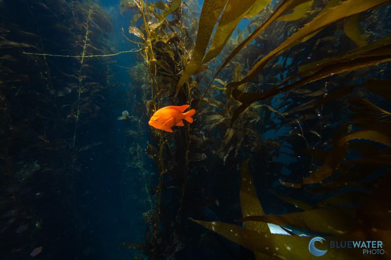 Sony a7c r kelp forest