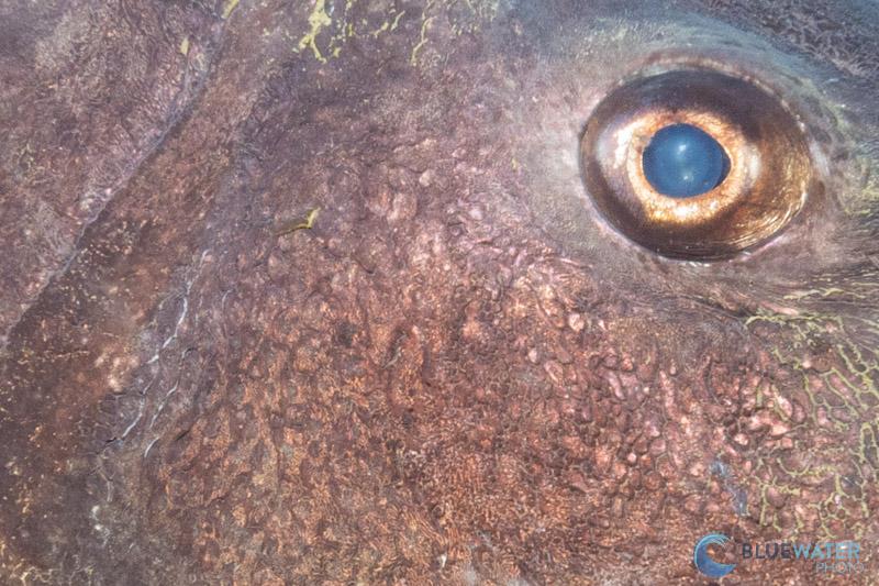 sony a7c r 100% crop