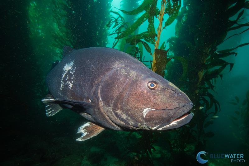 Sony a7c r black sea bass