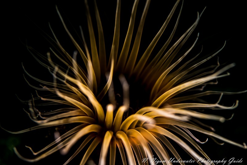 A tube anemone photographed with the Nikon D850, 105 mm macro lens, and ReefNet fiber optic snoot, Santa Cruz Island, CA A tube anemone photographed with the Nikon D850, 105 mm macro lens, and ReefNet fiber optic snoot, Santa Cruz Island, CA